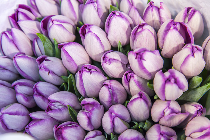 Osterblumen_04